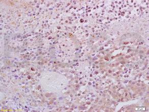 ����÷��MGM(�й���)��������