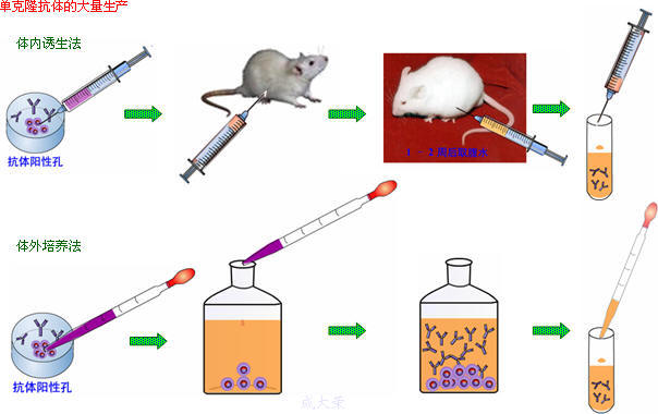 ����÷��MGM(�й���)��������