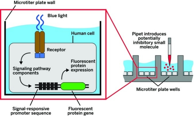 С·Ö×ÓÒ©Îïɸѡ С·Ö×ÓÒ©Îïɸѡ