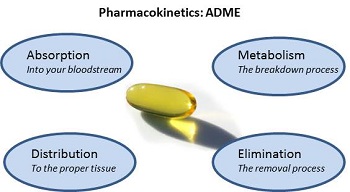 ¶¾´ú¶¯Á¦Ñ§µÄÎüÊÕ¡¢ÂþÑÜ¡¢´úл¡¢ÉøÍ¸ ¶¾´ú¶¯Á¦Ñ§µÄÎüÊÕ¡¢ÂþÑÜ¡¢´úл¡¢ÉøÍ¸