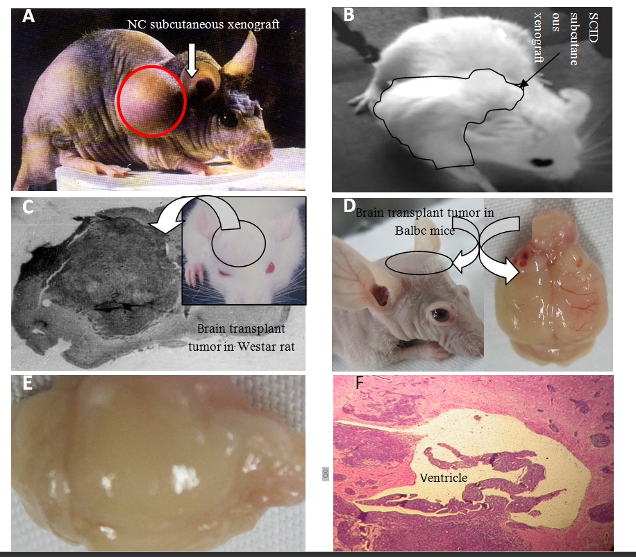 С������ģ��