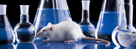 ¼²²¡¶¯ÎïÄ£×Ó ¼²²¡¶¯ÎïÄ£×Ó