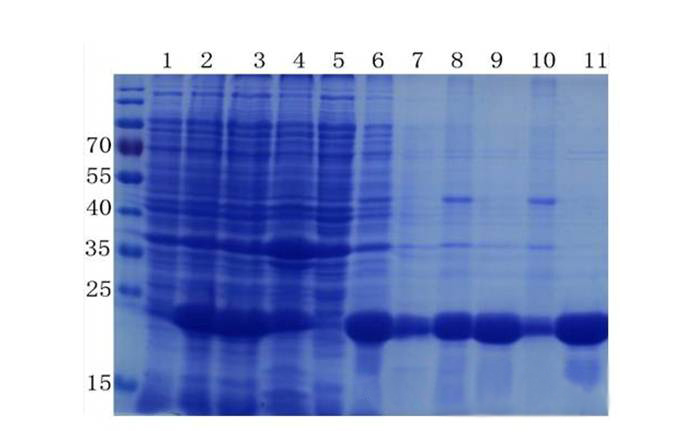 ÂѰ״¿»¯ ÂѰ״¿»¯