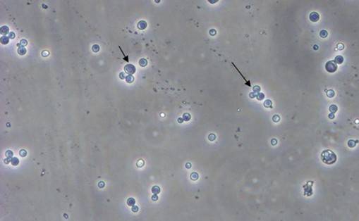 ����÷��MGM(�й���)��������