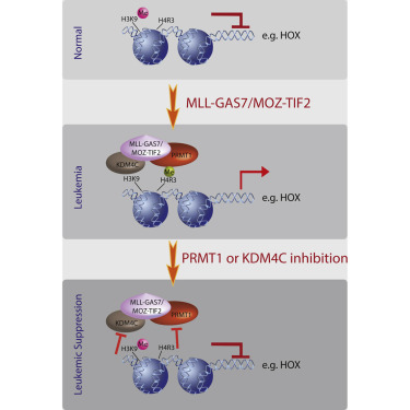 ����÷��MGM(�й���)��������