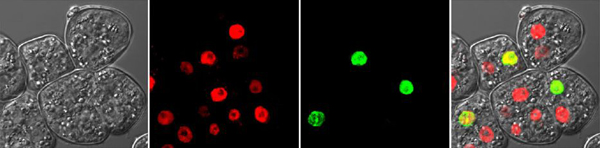 ϸ°ûÔöÖ³¼ì²â ϸ°ûÔöÖ³¼ì²â