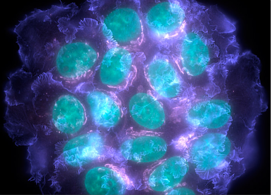 ����÷��MGM(�й���)��������