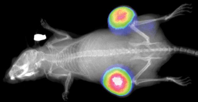 ����÷��MGM(�й���)��������