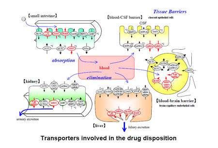 ҩ��ת������ҩ�����ա����ܡ���л����͸�е�����