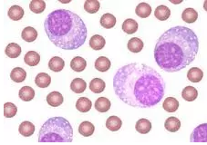 ����÷��MGM(�й���)��������