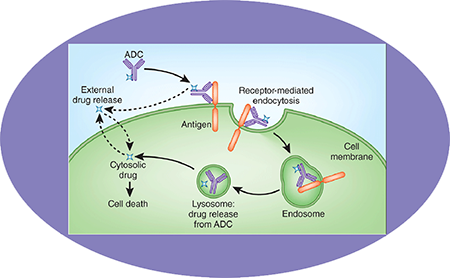 ����÷ADC�ٴ�ǰЧ��֮ADC���û���