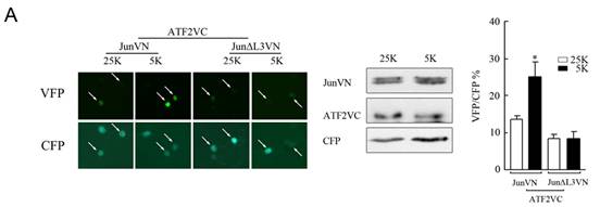 ÃÀ¸ß÷¡¤MGM(ÖйúÓÎ)¹ÙÍøÕýÍø