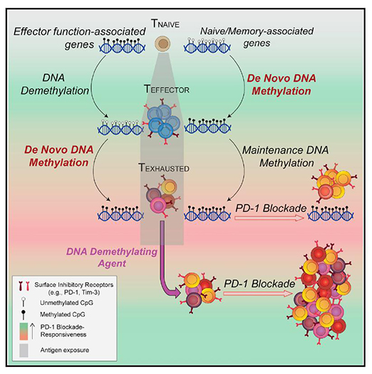 ����÷��MGM(�й���)��������