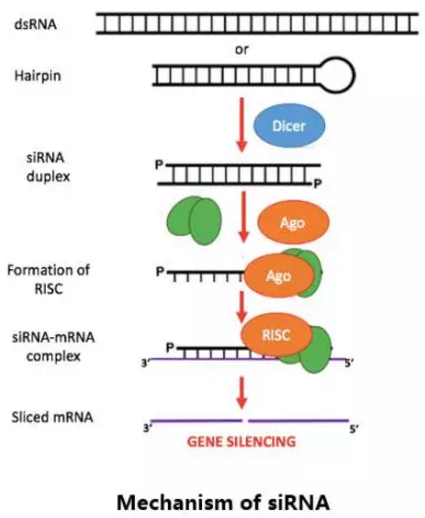 ÃÀ¸ß÷¡¤MGM(ÖйúÓÎ)¹ÙÍøÕýÍø