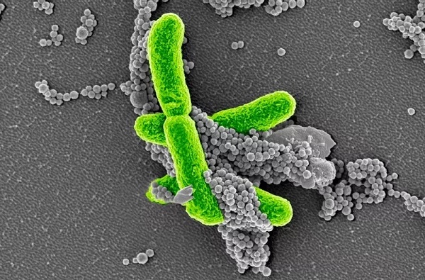 ����÷��MGM(�й���)��������