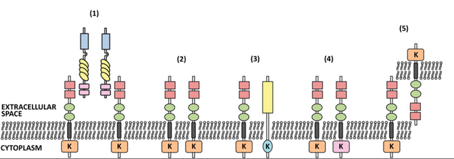 ����÷��MGM(�й���)��������