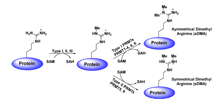����÷��MGM(�й���)��������
