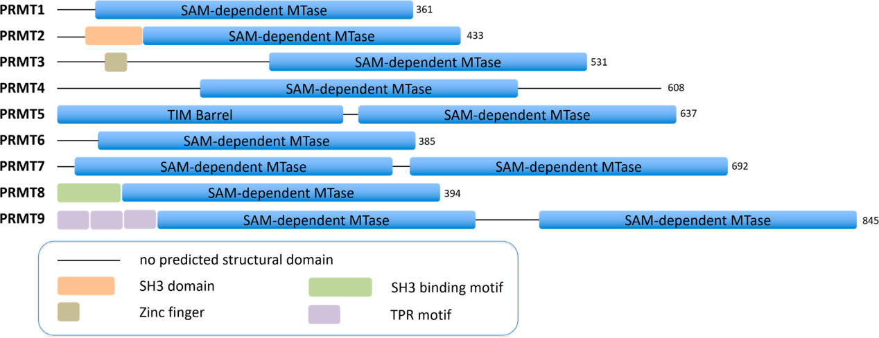 ����÷��MGM(�й���)��������