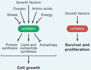 ÃÀ¸ß÷¡¤MGM(ÖйúÓÎ)¹ÙÍøÕýÍø