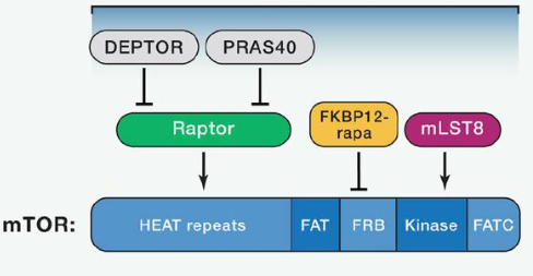 mTORC1ÓÉmTOR¡¢RaptorºÍmLST8ÒÔ¼°·Ç½¹µã×é¼þPRAS40ºÍDeptor×é³É