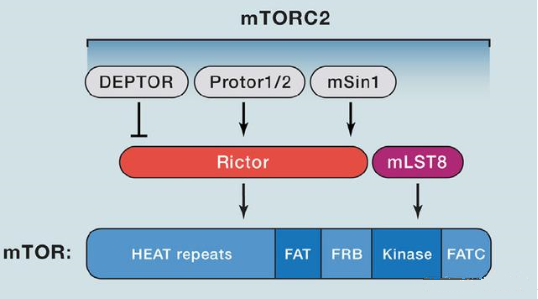 mTORC2µÄ×é³ÉÂѰ×Ö÷ÒªÓÐRictor¡¢mSin1¡¢mSLT8ºÍProtorµÈ