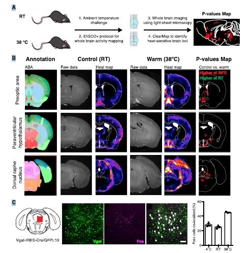 iDISCO+Ҫ���С��Ĵ��Ծ���ӫ��Ⱦɫȫ�Գ���