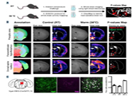 ����ҩ��׼�°е㣬����������ǿЧ����ҩ��δ��Ϯ������������