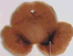 �����ˣ���������