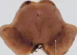 PD�������Ժ�����ɫ