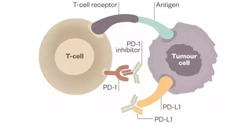 PD-1/PD-L1���������PD-1�����PD-L1����������ϵ
