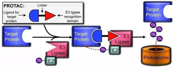PROTAC��������ģʽ