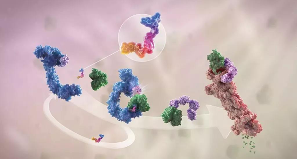 �Ѱ׽��������ɫ����ϵ��1�����Ѱף���ɫ����1��E3��������ø����ɫ�������������������Ѱ�ø�壨��ɫ���İ��Ѱ׷��ػ�����ɫ���ͽ�����������