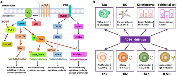 PDE4 ���߻���