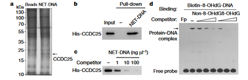 NET����ת��