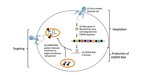 CRISPR�鵼�����߷�Ӧ