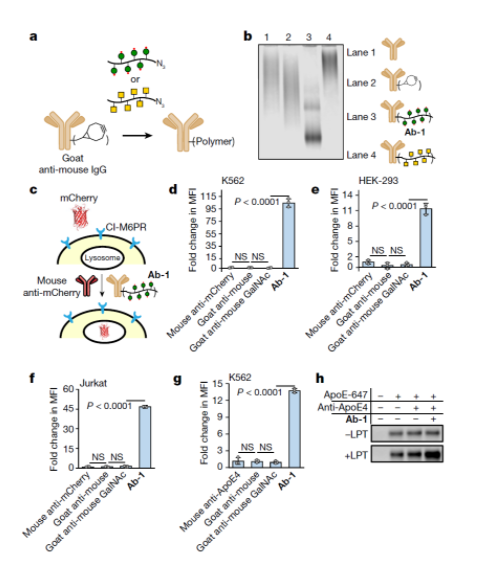 LYTAC�����Ѱ�