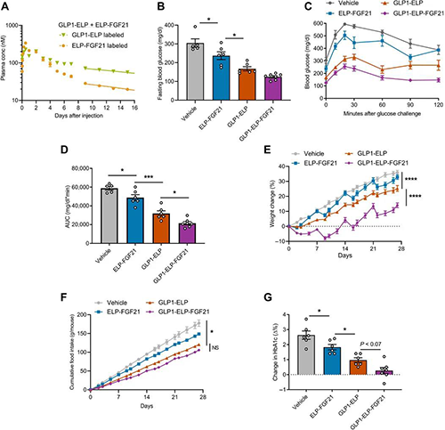 GLP1-ELP-FGF21˫�������ں��Ѱ׶�Ѫ�Ǻ����ؾ���������һ�������� ����÷
