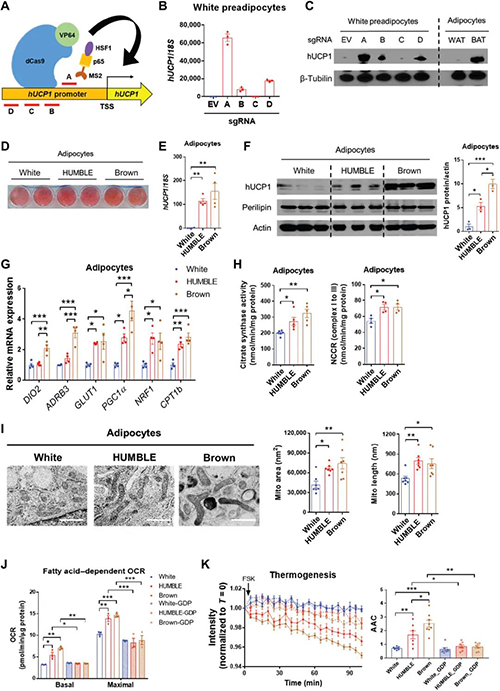 CRISPR-SAM��UCP1����Դ�Լ�����������ɫ֬��ϸ���еĺ�ɫ������