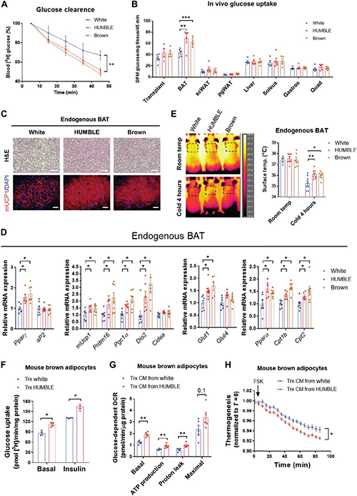 HUMBLEϸ����ֲ�����ڼ�����Դ����BAT