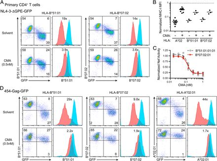 CMA��ת��ԭ��ϸ����Nef�鵼��HLA-B���µ�