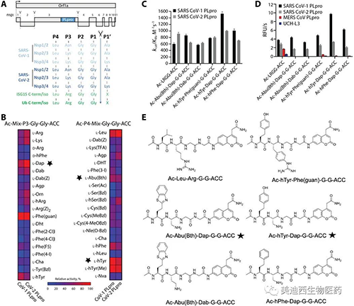 SARS-CoV-1��2 PLpro�Ѱ�ø�Ļ�������