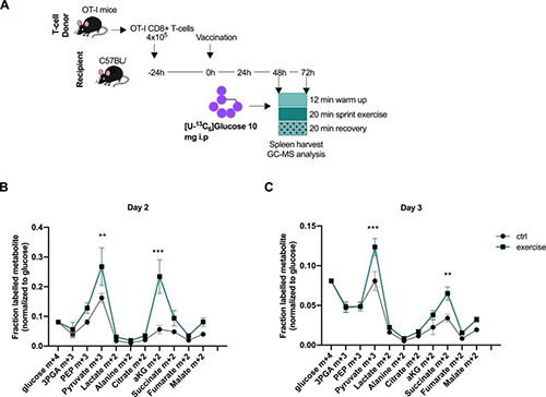 �����˶���ı�����CD8 + Tϸ���Ĵ�л