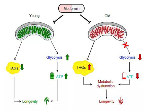 ����˫�����ض�����εĴ�л���ÿ��ܻ���������δ�����򲡵����������ϵ������洦