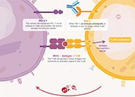 ��������������һ��ԭ�����Ը���PD-1���Ƽ�������������