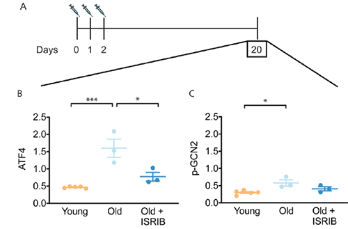 ISRIB������������С������е�ISR
