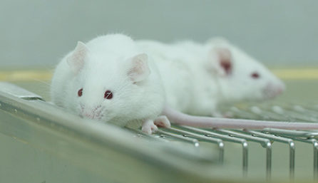 ����÷�ٴ�ǰ�о�-ҩЧѧ��ҩ������ѧ���ٴ�ǰ�о�Ч��