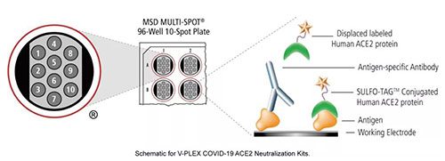 ¾ºÕùÐÔÅäÌå½áÕýµ±(CLBA)µÄÖкͿ¹Ìå¼ì²âÔÀí.jpg ¾ºÕùÐÔÅäÌå½áÕýµ±(CLBA)µÄÖкͿ¹Ìå¼ì²âÔÀí.jpg