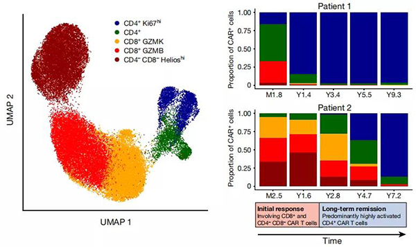 »¼ÕßÌåÄÚ-T-ϸ°ûµÄת±äʾÒâͼ.jpg »¼ÕßÌåÄÚ-T-ϸ°ûµÄת±äʾÒâͼ.jpg
