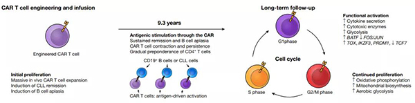 CAR-TÁÆ·¨ºã¾ÃÆðЧµÄʾÒâͼ.jpg CAR-TÁÆ·¨ºã¾ÃÆðЧµÄʾÒâͼ.jpg