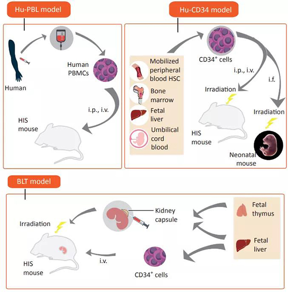 ÃâÒßÖØÐÞСÊóÄ£×ÓµÄÈýÖÖ·½·¨.jpg ÃâÒßÖØÐÞСÊóÄ£×ÓµÄÈýÖÖ·½·¨.jpg